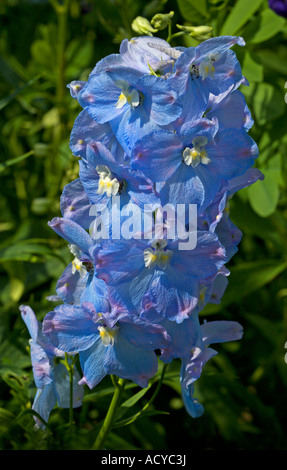 Delphinium blu Foto Stock