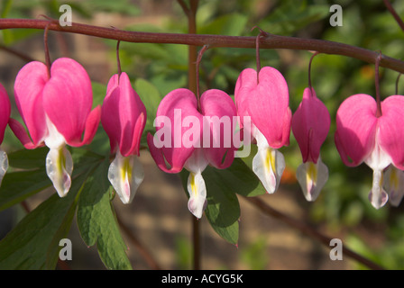 Spurgo cuori dicentra spectabilis fiori Foto Stock