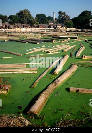 Myanmar Mandalay Buffalo punto log in teak nel laghetto di segheria Foto Stock