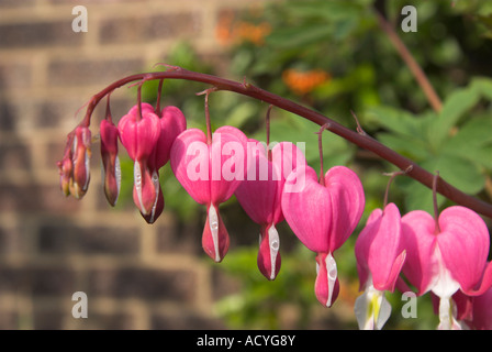 Spurgo cuori dicentra spectabilis fiori Foto Stock