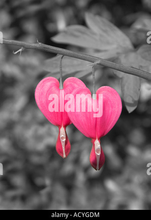 In bianco e nero con una combinazione di colori lo spurgo cuori dicentra spectabilis fiori Foto Stock