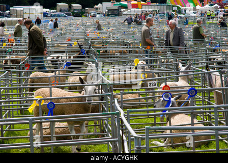 Unione di frontiera mostrano Kelso 2007 pecore presentano Scotch mulo pecore pochi giorni prima del focolaio di afta epizootica Foto Stock