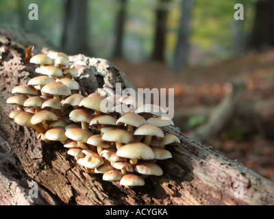 Close up di cluster di funghi su caduti di corteccia di albero nel bosco Foto Stock