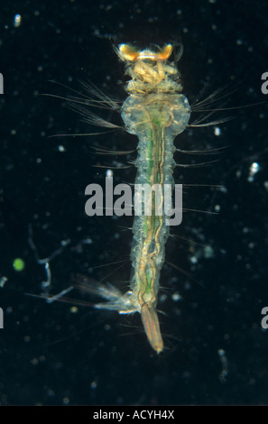 Larva di zanzara in acqua Foto Stock