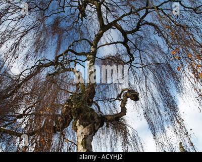 Dettaglio del singolo betulla contro striati cieli blu Foto Stock