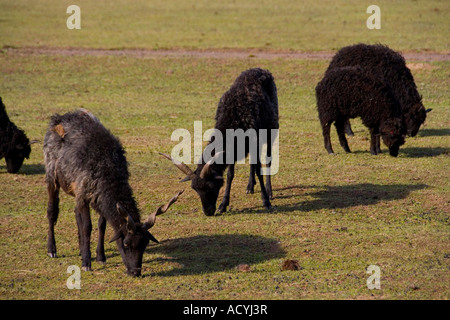 Pecore Racka, Ungheria Foto Stock