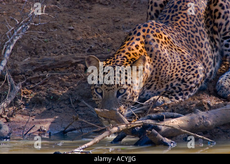 Leopardo dello Sri Lanka - Panthera pardus kotiya disseta la sua sete presso il parco nazionale Yala, Sri Lanka. Foto Stock