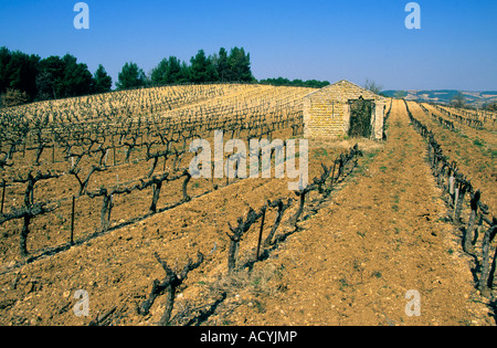 Cotes du Rhone. Vigneto. Francia Foto Stock