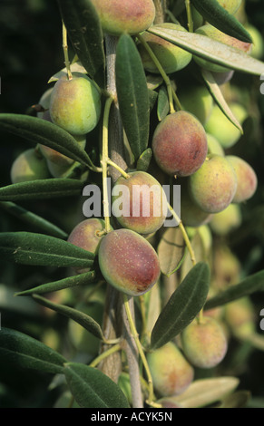 Olive la maturazione dei frutti in nero su la struttura California USA Foto Stock