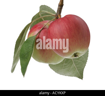 Due mele mature appeso su un ramo isolato contro uno sfondo bianco Foto Stock