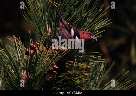 Bianco-winged crossbill (Loxia leucoptera) foraggio per semi di pino Foto Stock