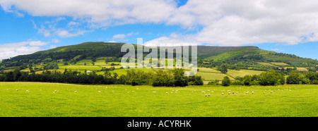 Pecore che pascolano in un prato sotto la vetta del Pen Cerrig-Calch nel Parco nazionale Bannau Brycheiniog (Brecon Beacons) vicino a Crickhowell nella valle di Usk, Powys, Galles. Foto Stock