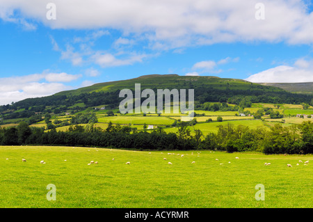 Pecore che pascolano in un prato sotto la vetta del Pen Cerrig-Calch nel Parco nazionale Bannau Brycheiniog (Brecon Beacons) vicino a Crickhowell nella valle di Usk, Powys, Galles. Foto Stock