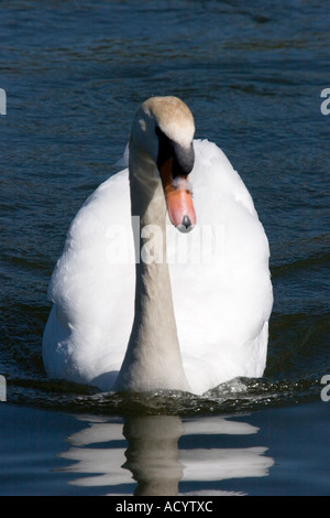Il White Swan con la riflessione con garbo scivolando lungo in acqua Foto Stock