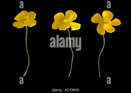 Fila di 3 renoncules ranuncolo Ranunculus occidentalis Foto Stock