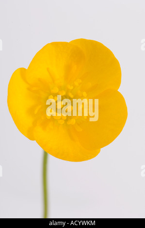 Ranuncolo Ranunculus occidentalis Foto Stock