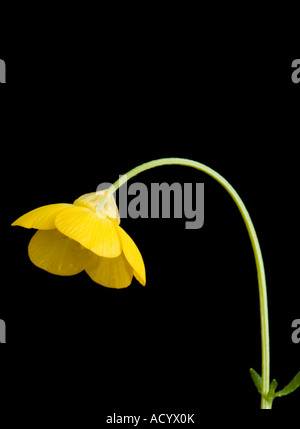 Ranuncolo Ranunculus occidentalis Foto Stock