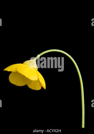 Ranuncolo Ranunculus occidentalis Foto Stock