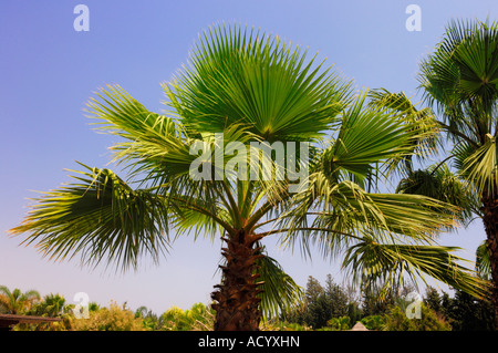 Palm tree foglie Foto Stock