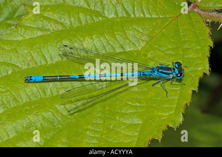 Azure Damselfly, Coenagrion puella. Male, sitting on Common Nettle. Coenagriidae, Zygoptera, Odonata Foto Stock