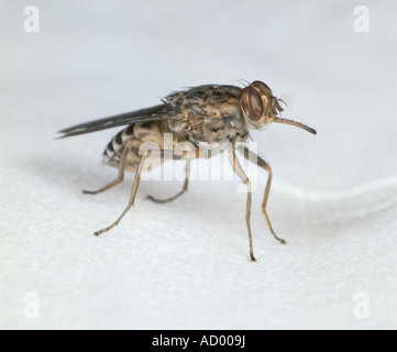 TSE-TSE fly Glossina morsitans vettore di Trypanosoma brucei che casi di malattia del sonno peste bovina Foto Stock