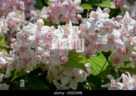 Giapponese, spiraea Spiraea japonica 'Little Princess' Foto Stock