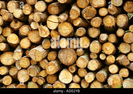 Una pila di log tagliati Foto Stock