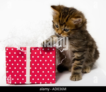 Tabby kitten giocando con una rosa polka dot confezione regalo contro uno sfondo bianco Foto Stock