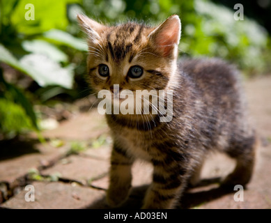 Kitten ad esplorare i suoi dintorni Foto Stock