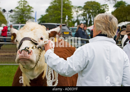 Bull guidata da anello attraverso il naso essendo sfilavano a azienda agricola visualizza Foto Stock