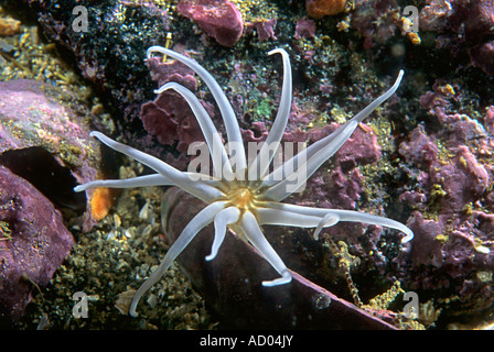 Scavando anemone marittimo Halcampoides purpurea è bella bianco bluastro o tentacoli del Pacifico del Nord Kamchatka Foto Stock