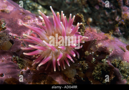 Anemone marittimo Urticina albopunctata nome sbagliato Urticina lofotensis o Tealia attaccato al fondo pietroso del Pacifico del Nord Foto Stock