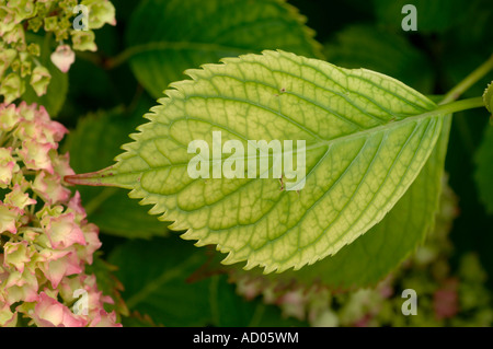 Foglia Interveinal clorosi causate da calce indotta ferro Fe carenza di ortensie Foto Stock