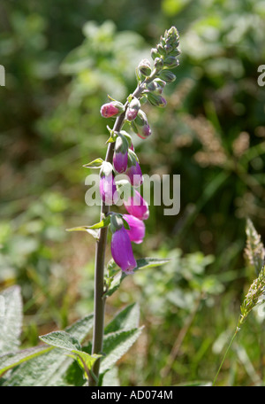 Foxglove Digitalis purpurea Scrophulariaceae Foto Stock
