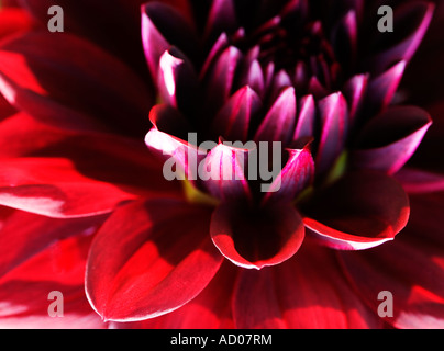 Close up di fioritura estiva deep crimson dahlia Foto Stock