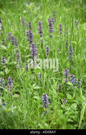 Bugle, Ajuga reptans, Lippenblütler. Foto Stock