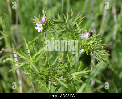 Tagliare lasciava Cranesbill Geranium dissectum Geraniaceae Foto Stock