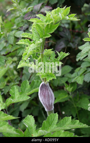 Hogweed Heracleum sphondylium Apiaceae Umbelliferae Foto Stock