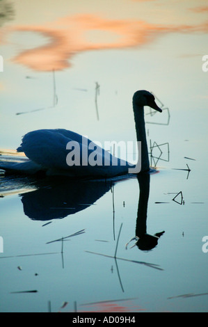 Cigno e di riflessione nel lago Vansjø in Østfold, Norvegia. Vansjø è una parte dell'acqua sistema chiamato Morsavassdraget. Foto Stock