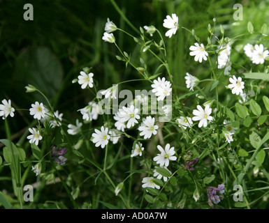 Maggiore Stitchwort, Stellaria holostea, Caryophyllaceae Foto Stock