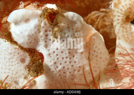 Pesce rana, subacquea, Indonesia, Lembeh strait, oceano mare, scuba diving, vita marina, camuffamento, Sea Life, muck diving Foto Stock