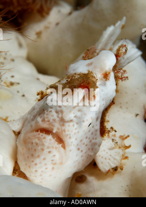 Pesce rana, subacquea, Indonesia, Lembeh strait, oceano mare, scuba diving, vita marina, camuffamento, Sea Life, muck diving, Foto Stock