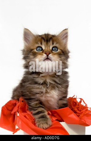 Capelli lunghi tabby gattino seduto in una confezione regalo riempito con carta velina rossa - sparato contro un sfondo bianco Foto Stock