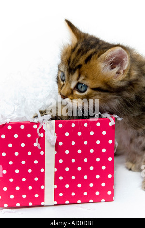 Tabby kitten giocando con una rosa polka dot confezione regalo contro uno sfondo bianco Foto Stock