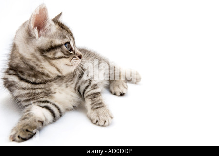 Grigio tabby kitten contro uno sfondo bianco Foto Stock