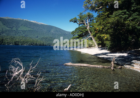 Faggi o nothofagus foresta sulle rive del lago Huechulafquen, Lanin National Park, Neuquen Provincia, Argentina Foto Stock