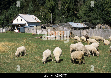 Pecore al pascolo di fronte estancia, Lanin National Park, Neuquen Provincia, Argentina Foto Stock