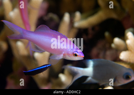 Viola regina pulita da wrasse Kosrae Micronesia Foto Stock