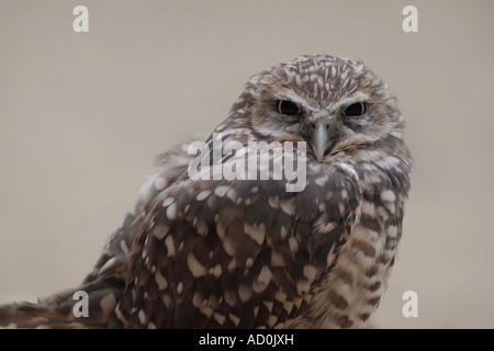 Scavando owl athene cunicularia Northern Arizona Foto Stock