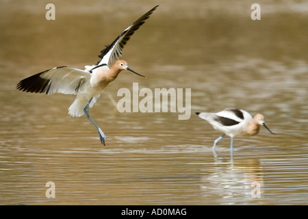 American Avocetta Recurvirostra americana Phoenix in Arizona, Stati Uniti 21 Febbraio Foto Stock